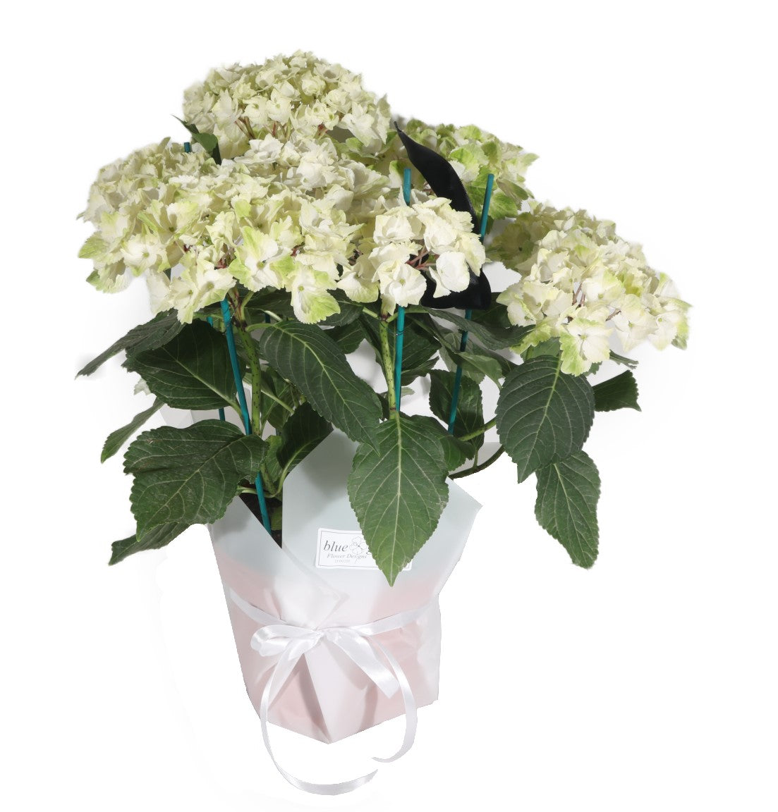 White Hydrangea - BG Flowers
