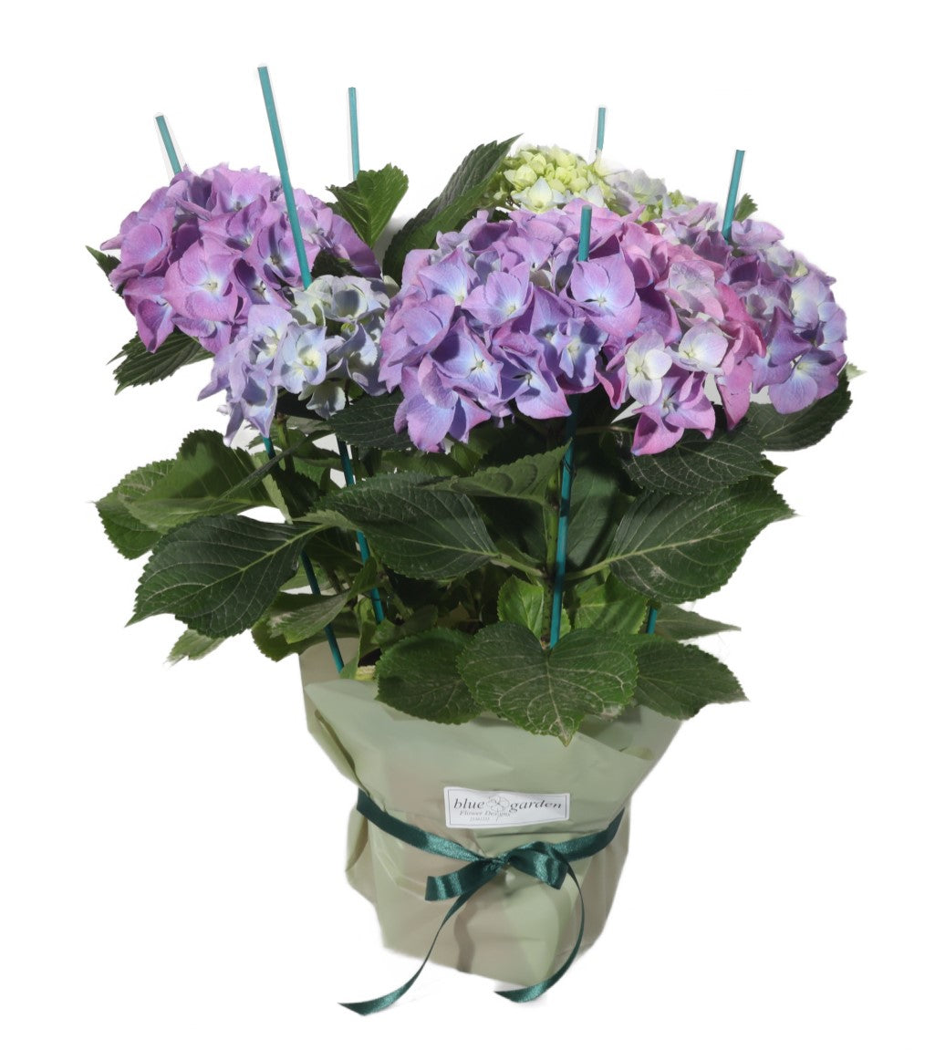 Purple Hydrangea - BG Flowers