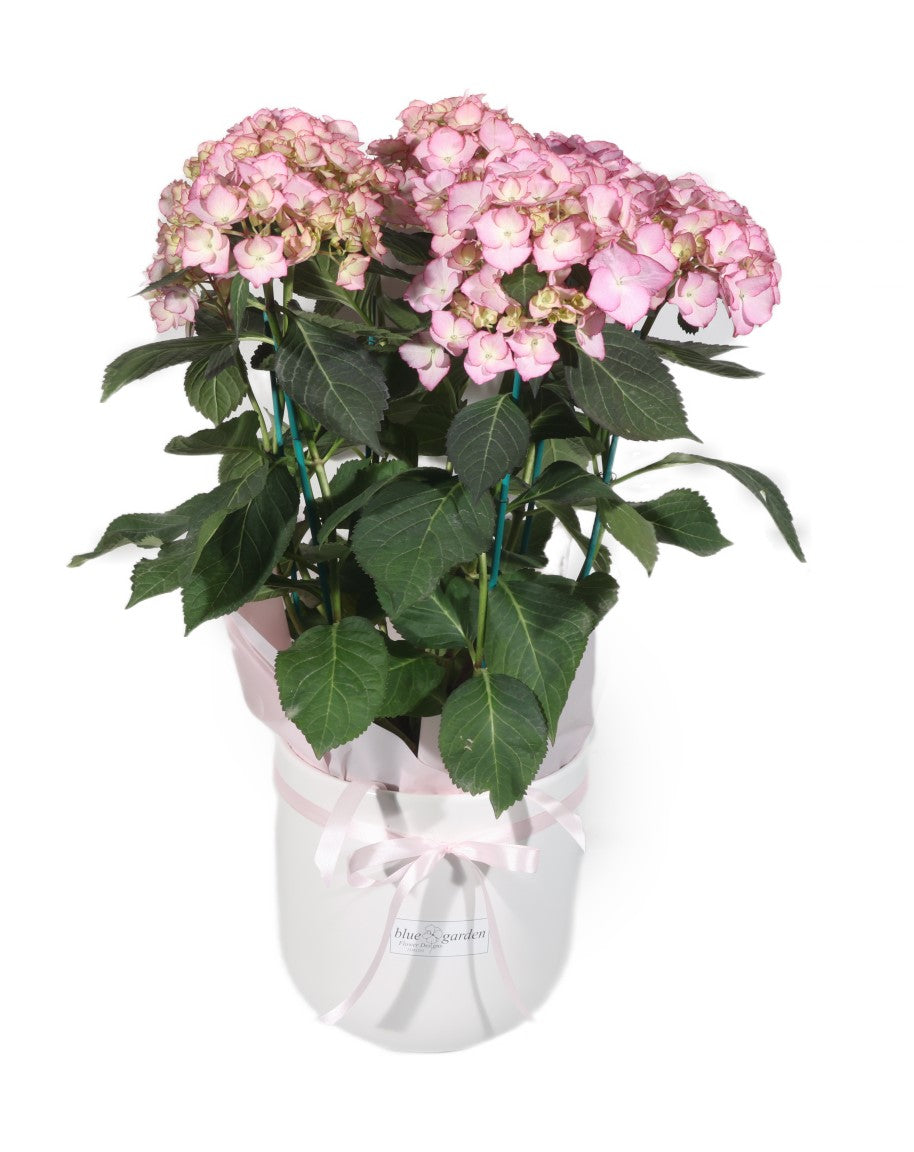 Pink Hydrangea in Clay pot - BG Flowers