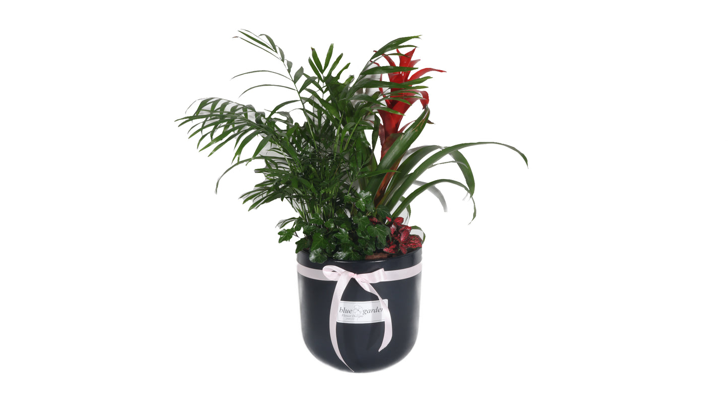 Arrangement With Plants In Clay Pot No. 3 - BG Flowers