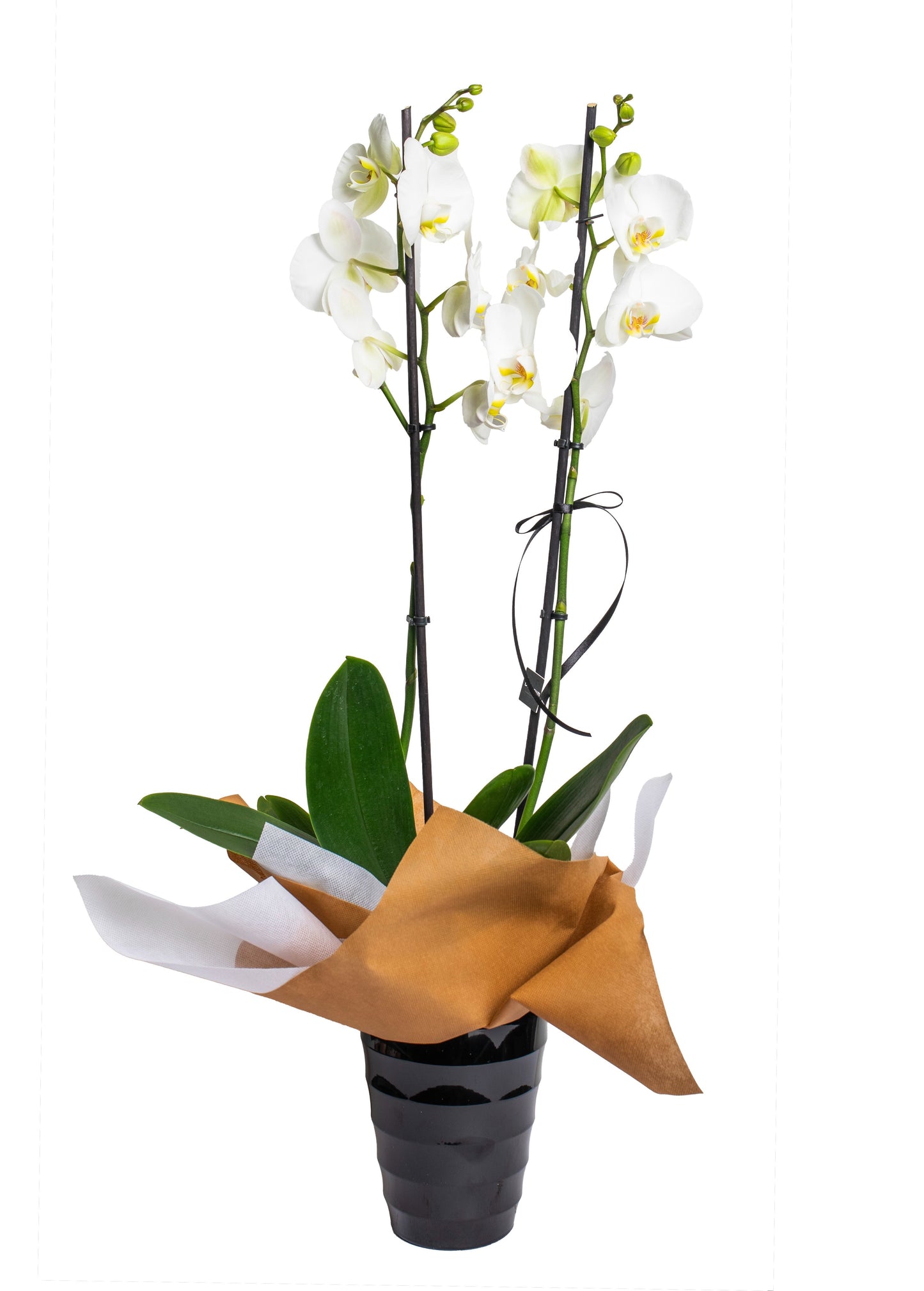 Double Orchid In a Clay Pot - BG Flowers