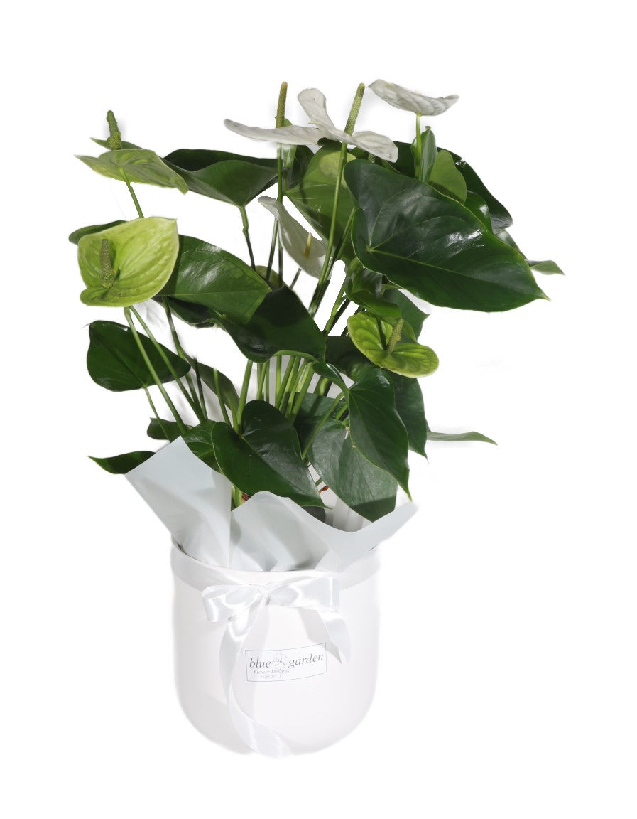 White Arthurium In Clay Pot - BG Flowers