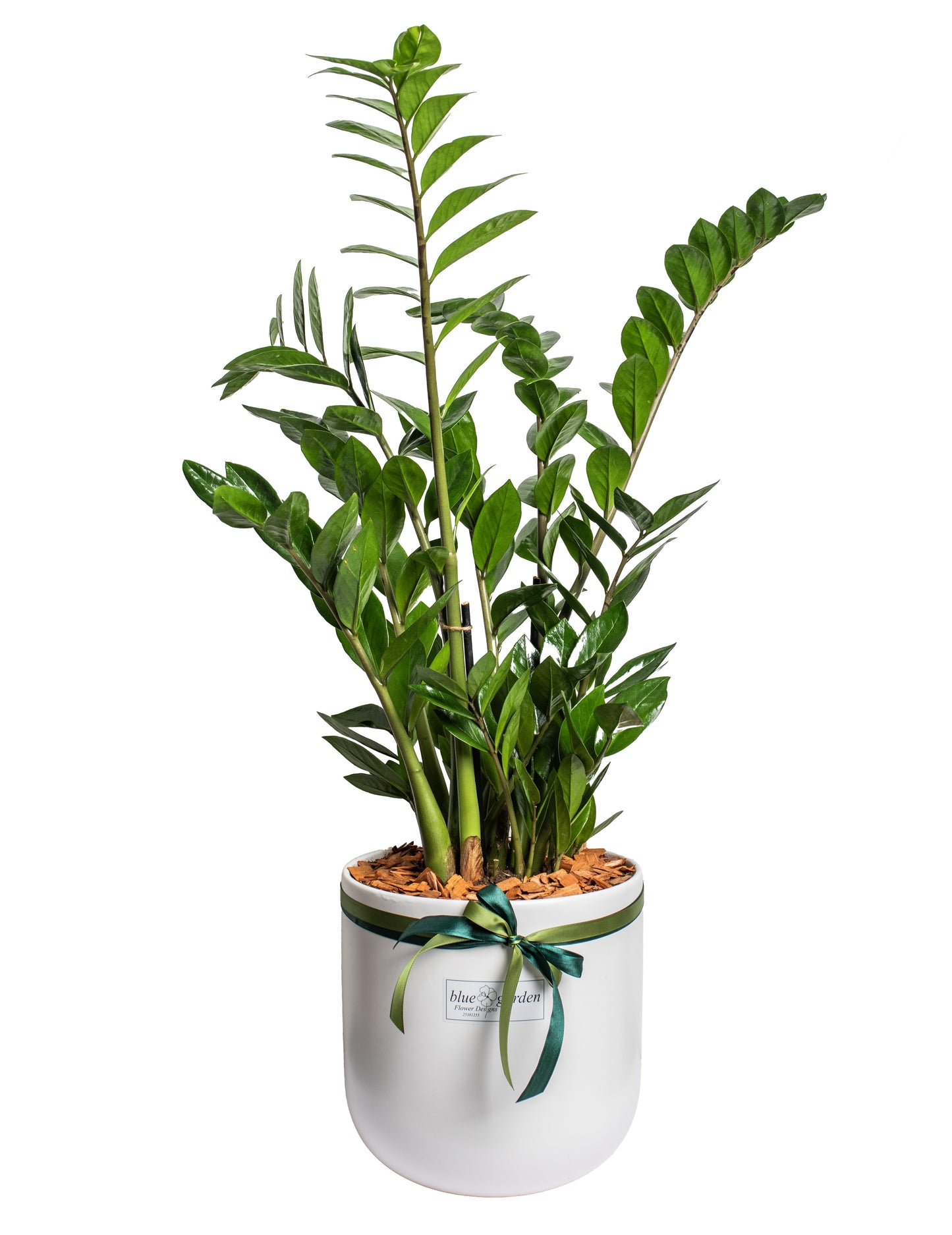 Zamia In A Clay Pot - BG Flowers