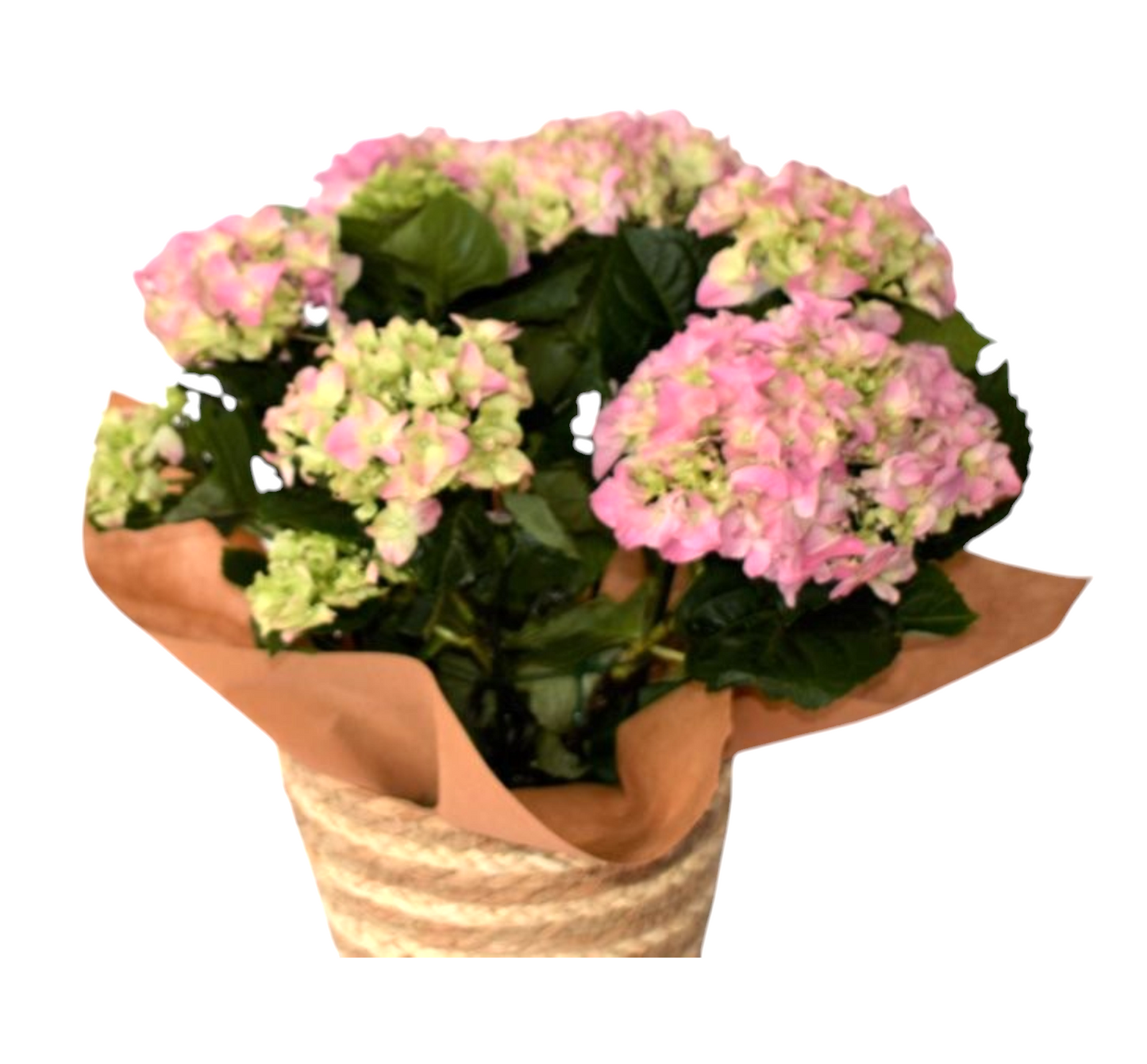 Hydrangea in Basket - BG Flowers