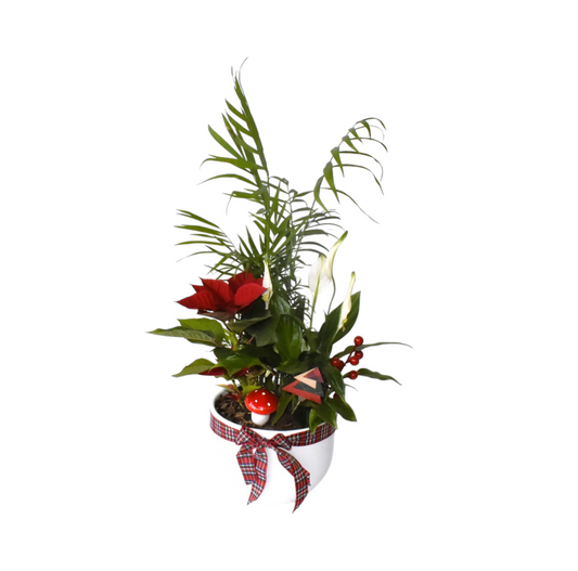 Christmas Arrangement with Plants in a Clay Pot