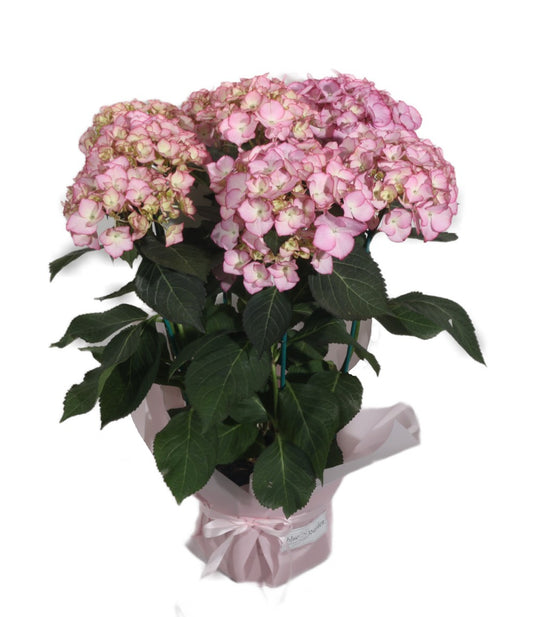 Pink Hydrangea - BG Flowers