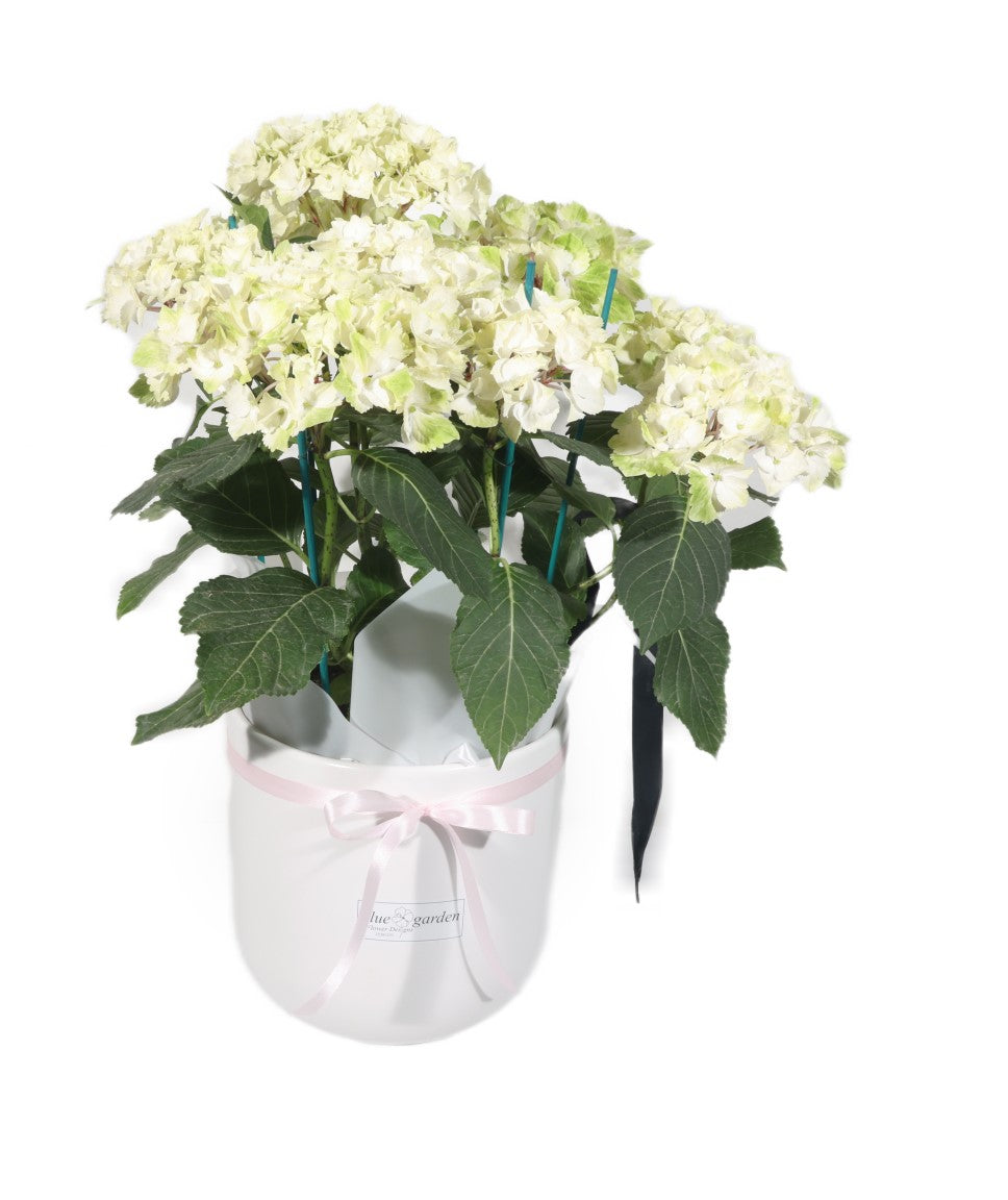 White Hydrangea in Clay pot - BG Flowers