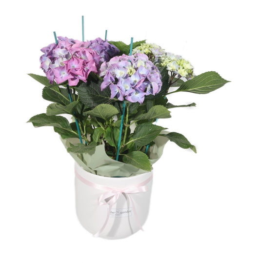 Purple Hydrangea in Clay pot - BG Flowers