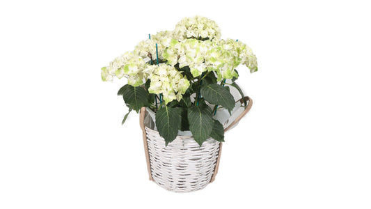 White Hydrangea in Basket - BG Flowers