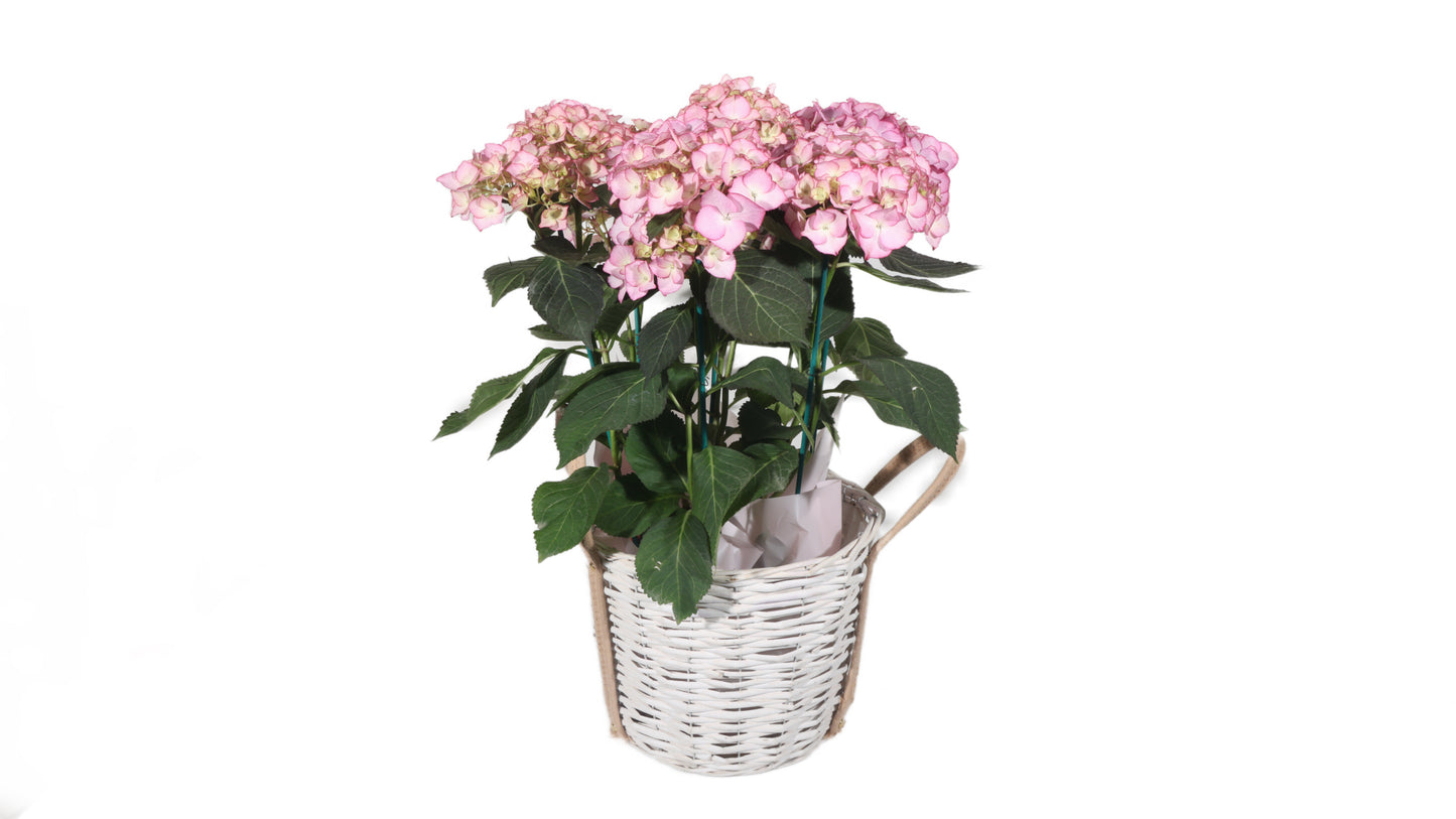 Pink Hydrangea in Basket - BG Flowers