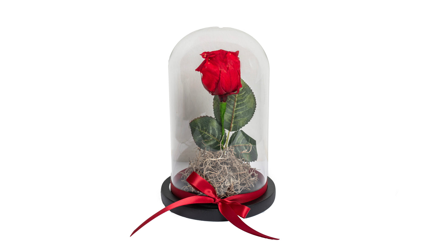 1 Long Lasting Red Rose in Glass Contrainer - BG Flowers