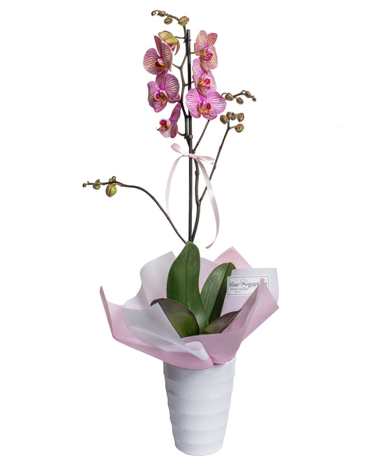 Single Orchid In Clay a Pot - BG Flowers