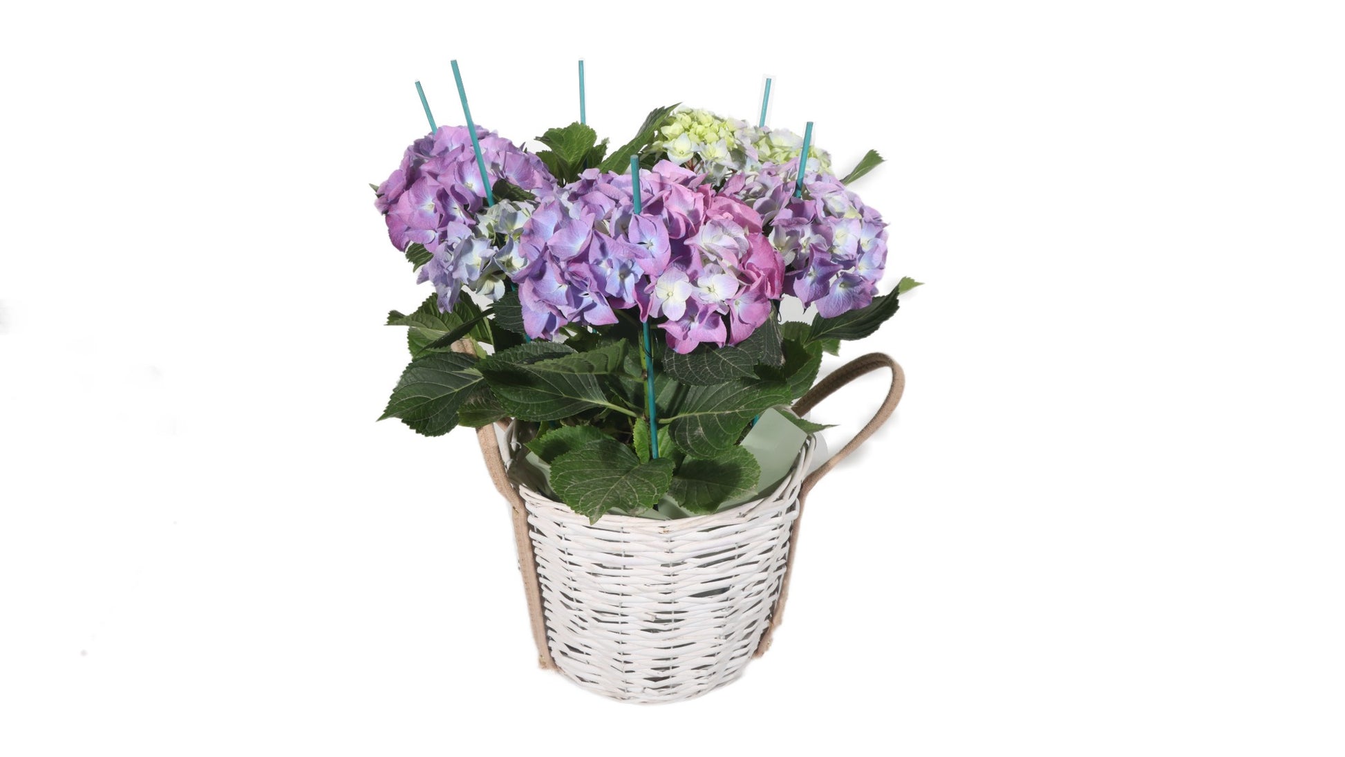 Purple Hydrangea in Basket - BG Flowers