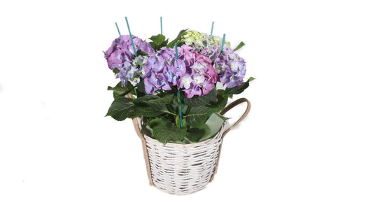 Purple Hydrangea in Basket - BG Flowers