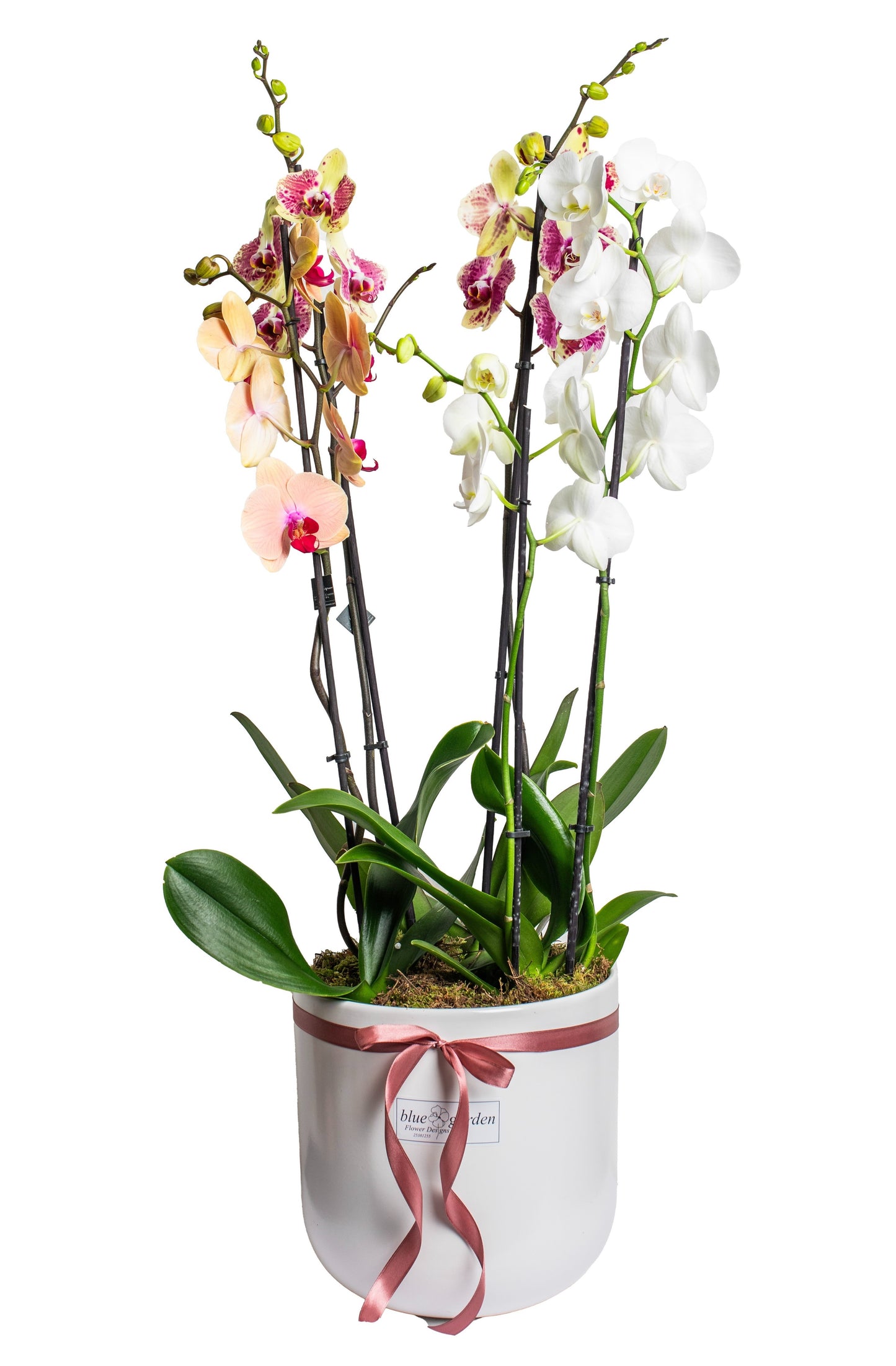 Composition With Orchids - BG Flowers