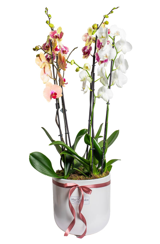 Composition With Orchids - BG Flowers