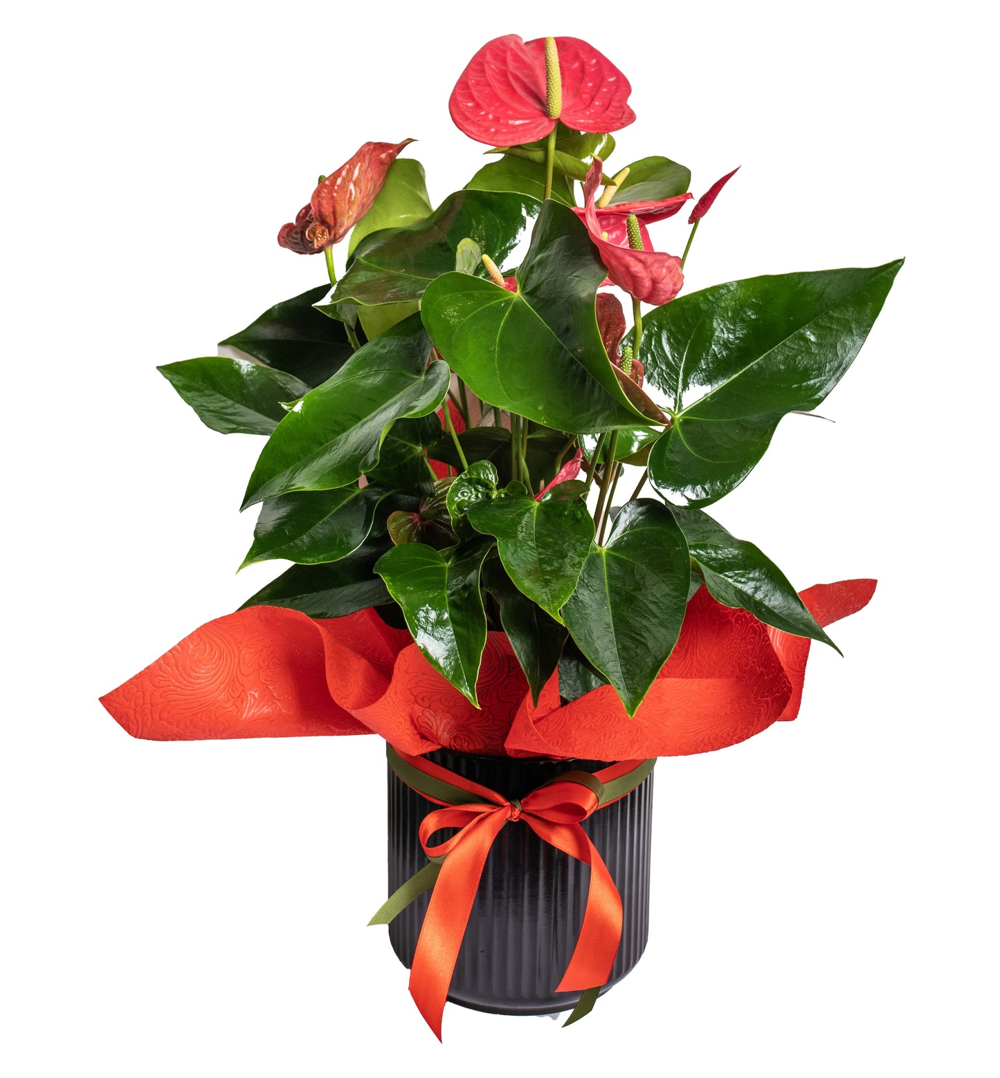Red Anthurium In Clay Container - BG Flowers