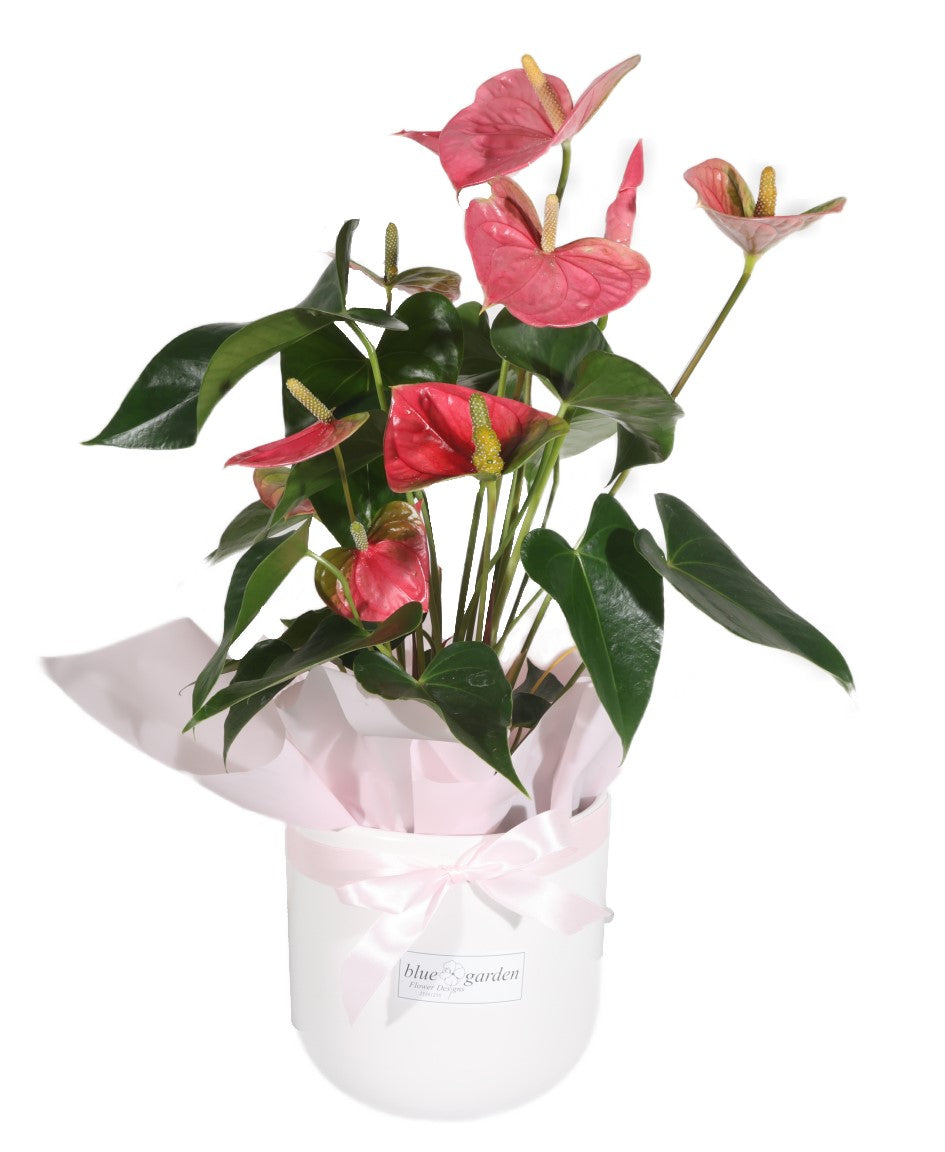 Pink Arthurium In Clay Pot - BG Flowers