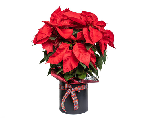 Poinsettia Plant In A Container
