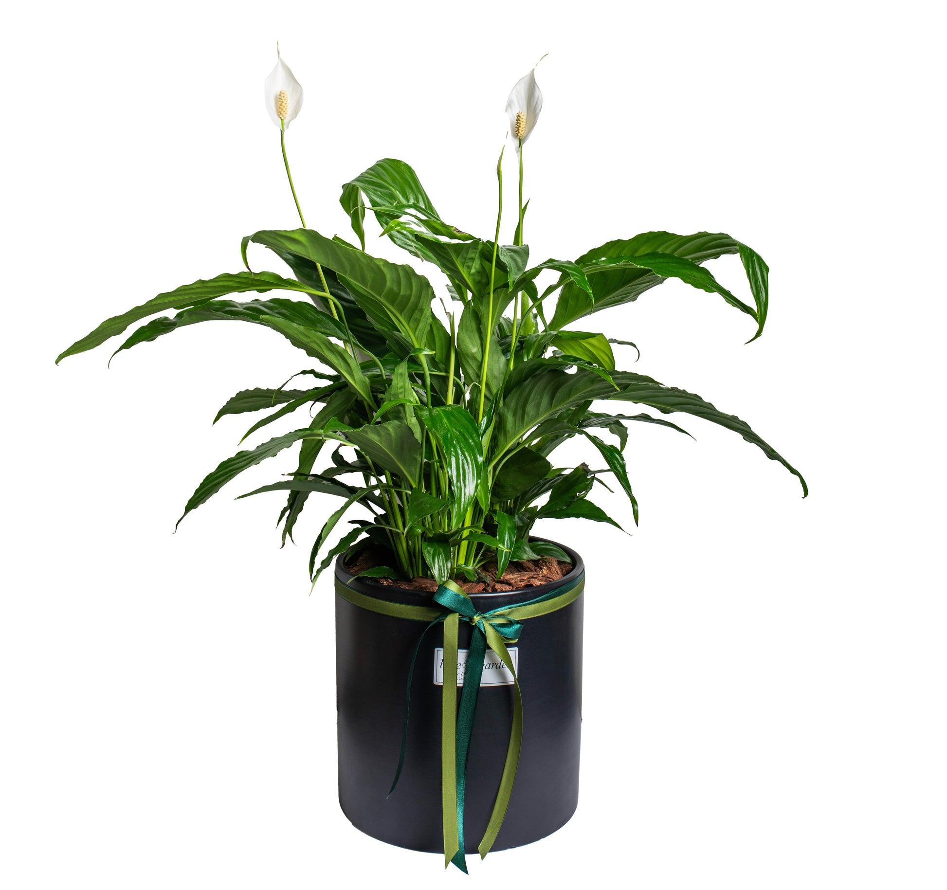Peace Lilly In A Clay Pot - BG Flowers