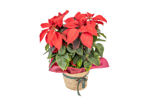 Poinsettia Plant In A Basket