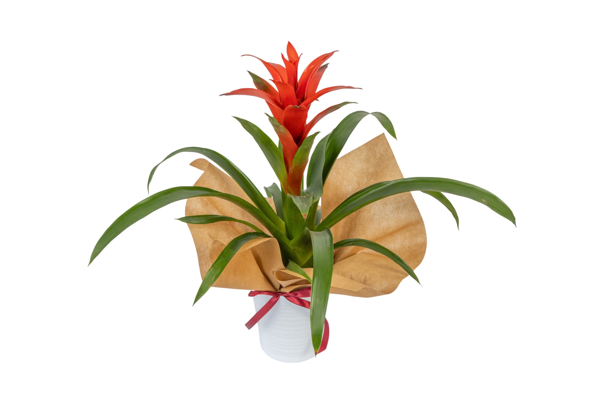 Guzmania In Clay Container - BG Flowers